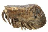 Woolly Mammoth Lower M Molar - North Sea Deposits #235251-1